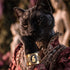 Cats! Cameo Crystal Cuff - Gold